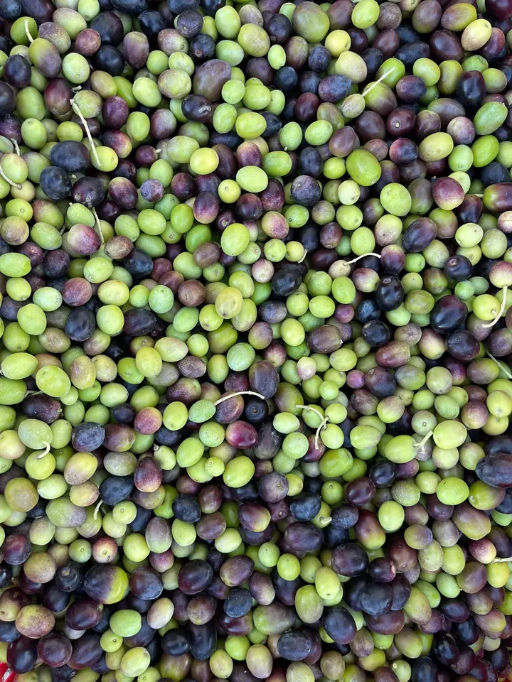 Mucchio di olive Canino appena raccolte, tra verdi, viola e nere