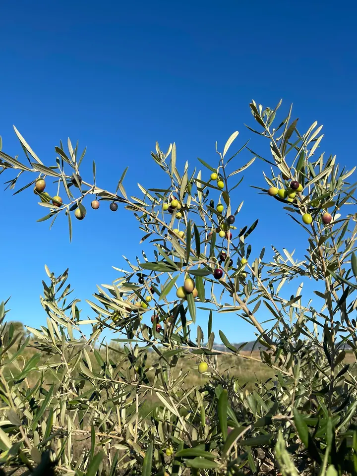 Ramo d'olivo carico di frutti contro il cielo azzurro