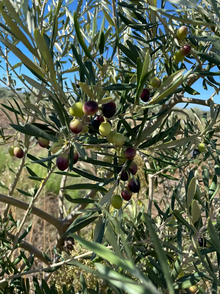 Olive in maturazione tra le foglie argentate
