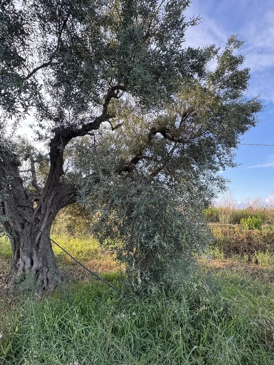 Vecchio ulivo con chioma argentata nell'uliveto di Tarquinia